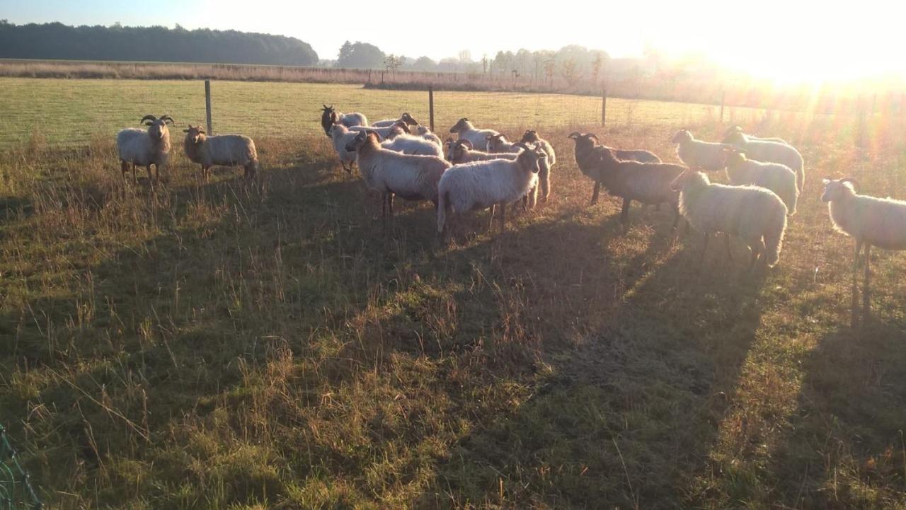 Pipowagen Elsebein Groningen Westerwolde Unieke Ligging Met Eigen Tuin En Vrij Uitzicht Over Veld Naar Natuurgebied Onstwedde Dış mekan fotoğraf