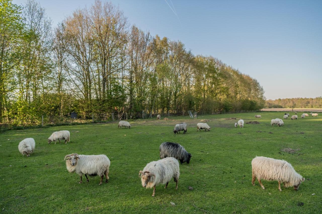 Pipowagen Elsebein Groningen Westerwolde Unieke Ligging Met Eigen Tuin En Vrij Uitzicht Over Veld Naar Natuurgebied Onstwedde Dış mekan fotoğraf